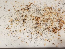 Poppy seeds and onion flakes