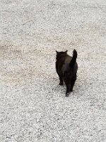 Motel cat