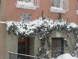 Snowdrift on ivy