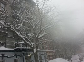 Tree and fire escapes