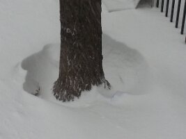 Tree trunk cavitation