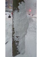 Tree trunk snowdrift