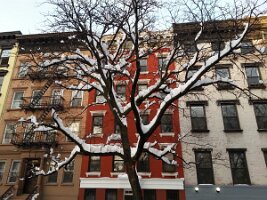 Tree (10th St and Tompkins Square Park)