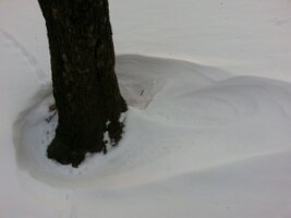 Tree trunk cavitation