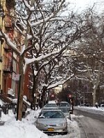 Trees (10th St and Tompkins Square Park)
