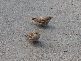 A pair of sparrows