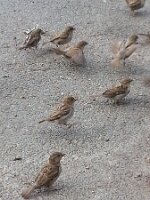Eight sparrows (two in flight)