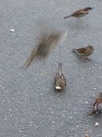 Five sparrows (one in flight)