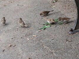 Five sparrows and bench leg