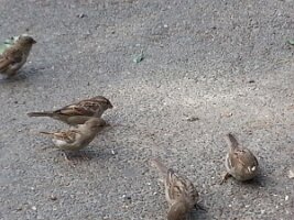 Five sparrows in three groups