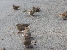 Five sparrows looking at the camera, two more unconcerned