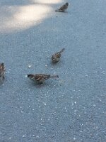 Four sparrows (one with a breadcrumb)