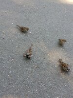 Four sparrows in rhomboid formation