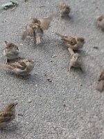 Nine agitated sparrows
