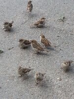 Nine sparrows in three groups