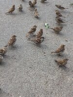 Nineteen sparrows and a leaf