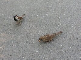 One sparrow, one chickadee