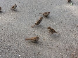 Seven sparrows and a leaf