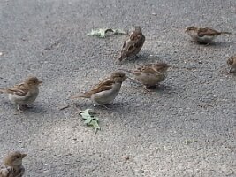 Seven sparrows and two leaves