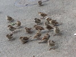 Seventeen sparrows and manhole cover