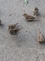 Six sparrows and a leaf