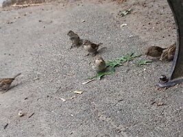 Six sparrows and bench leg