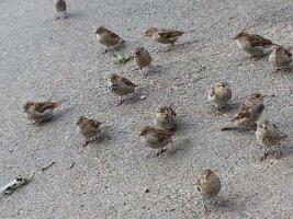 Sixteen sparrows