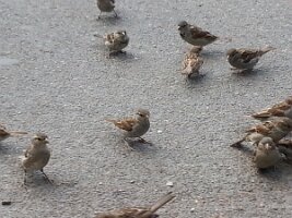 Thirteen sparrows on the move