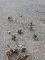 Thirteen sparrows, with foreground excitement