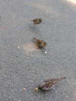 Three sparrows (one hopping)