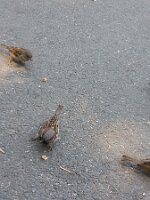 Three sparrows (two zeroing in)