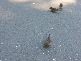Three sparrows in two groups