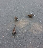 Three sparrows with breadcrumbs