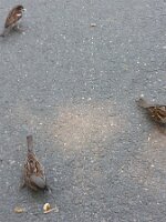Three sparrows, two breadcrumbs (1)