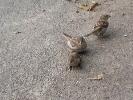 Three uncertain sparrows
