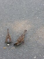 Two sparrows after the same breadcrumb