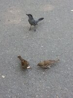 Two sparrows and a bird of a different feather