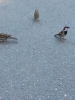 Two sparrows and a chickadee