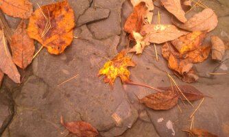 Leaf (Woodstock, NY)