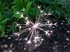 Fireworks-shaped plant